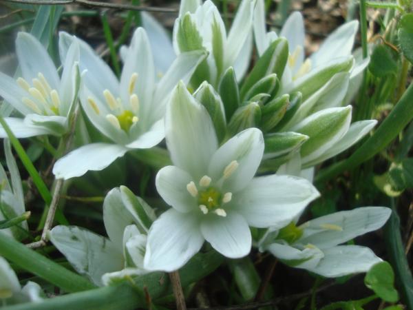 Spring flowers