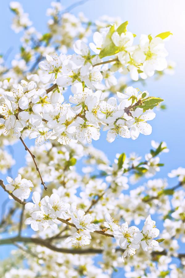 Spring flowers