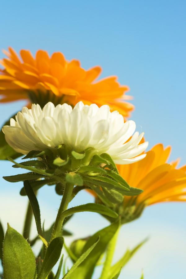 Spring flowers
