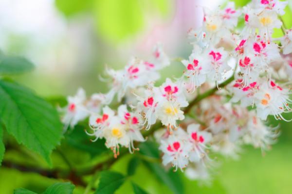 spring flowers