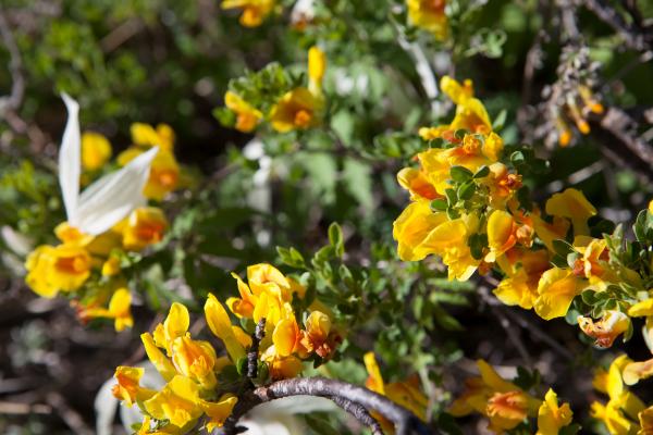 spring flowers