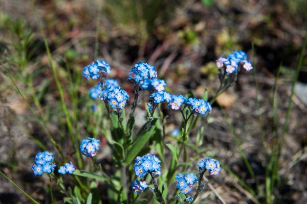 spring flowers