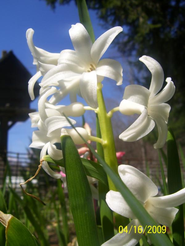 Spring flowers