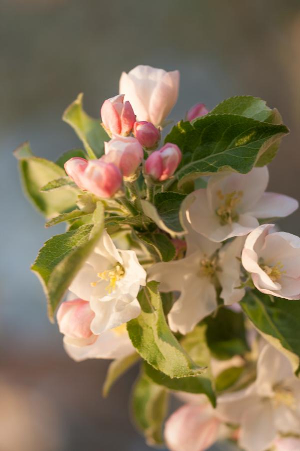 spring flowers