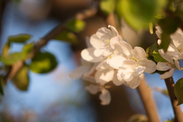 spring flowers