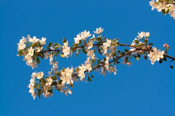 spring flowers
