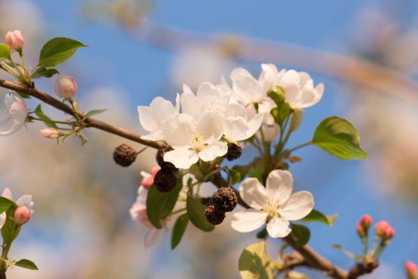 spring flowers