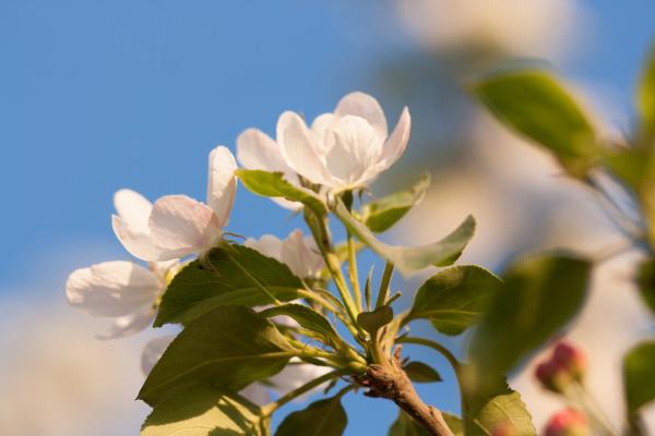 spring flowers