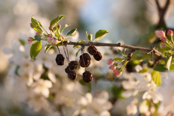 spring flowers