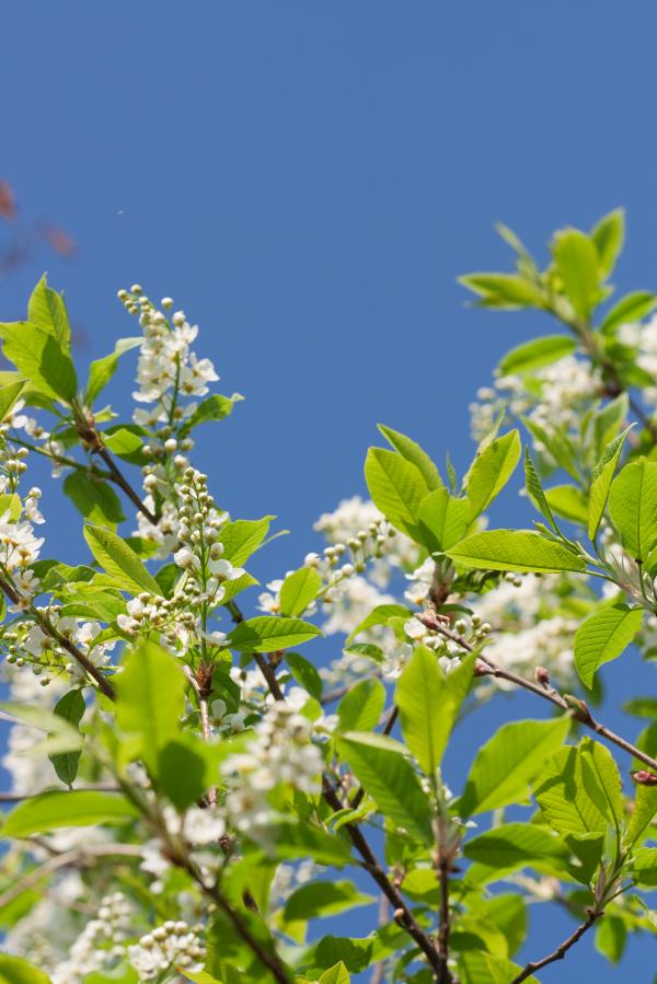 spring flowers