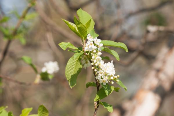 spring flowers