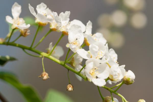 spring flowers