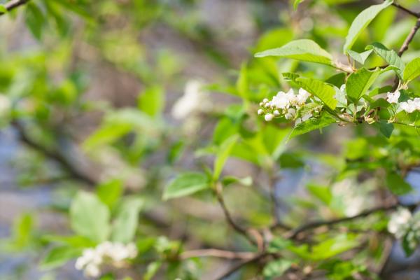 spring flowers
