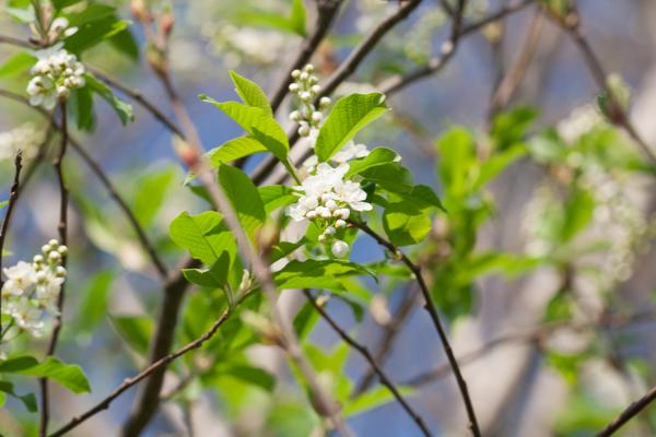 spring flowers