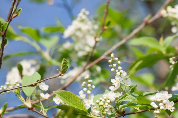 spring flowers