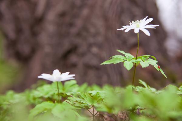 spring flowers