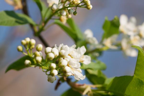 spring flowers