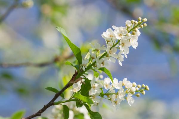 spring flowers