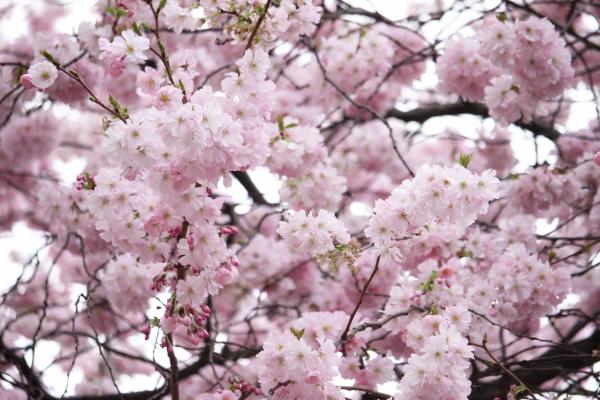 Spring Flowers Blossoming