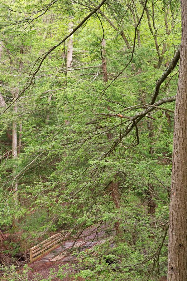 Spring Fresh Forest Vista