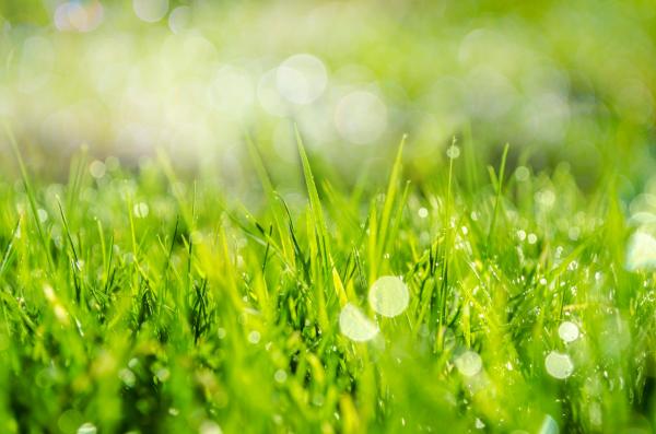 Spring grass