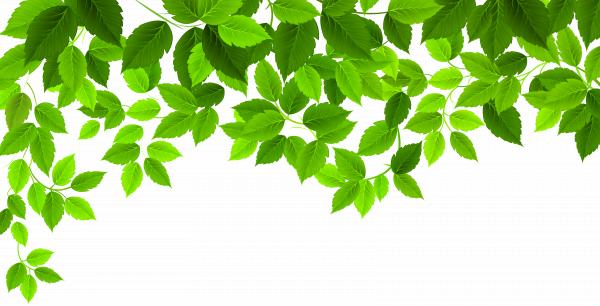 Spring leaves