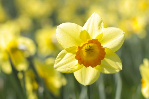 Spring plant