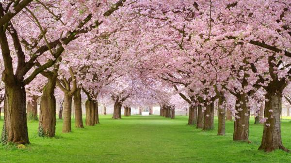 Spring season