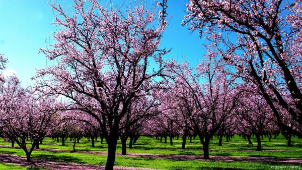Spring season