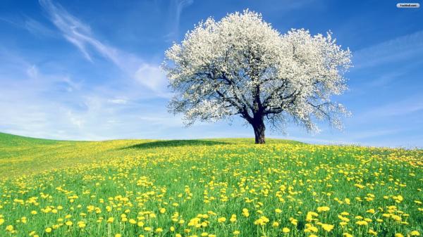 Spring tree