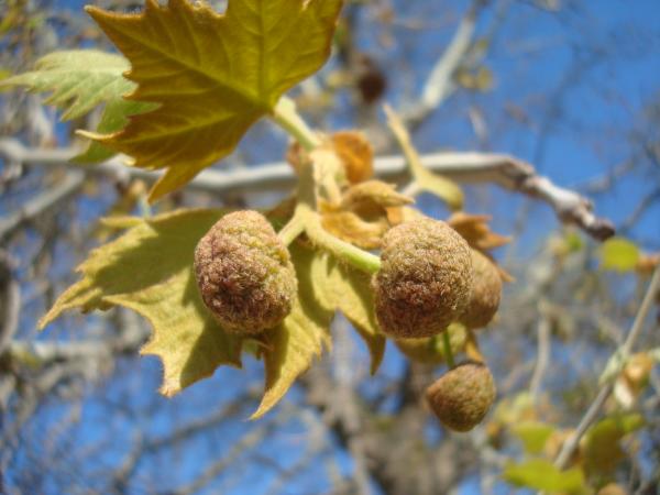 Spring tree