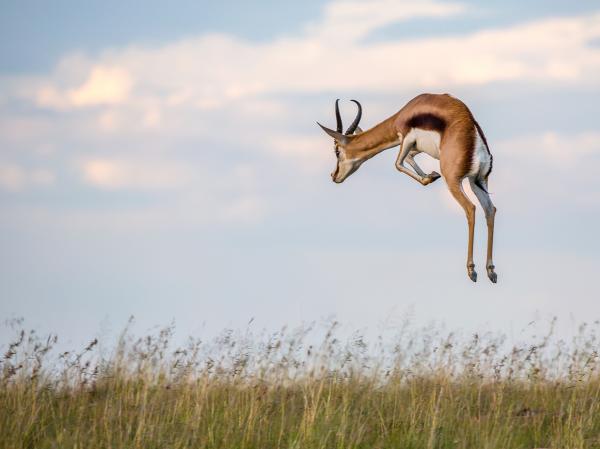 Springbok