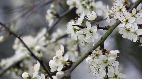 Springtime Blossom