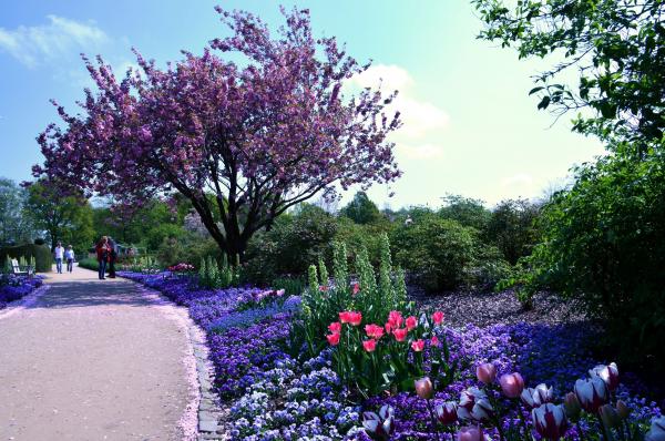 Springtime blossoms