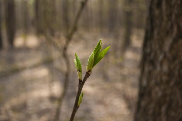 Sprout