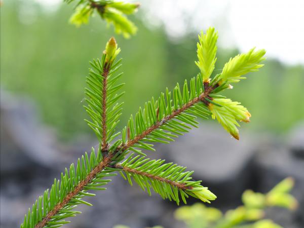Spruce tips