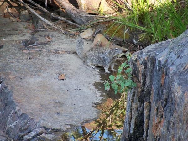 Squirrel