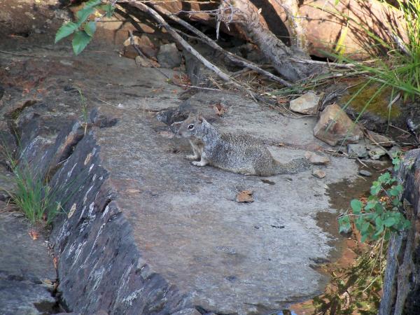 Squirrel