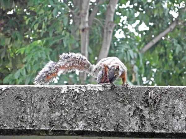 Squirrel