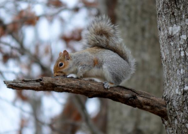 Squirrel