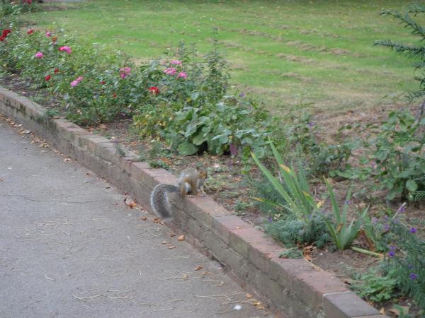 Squirrel