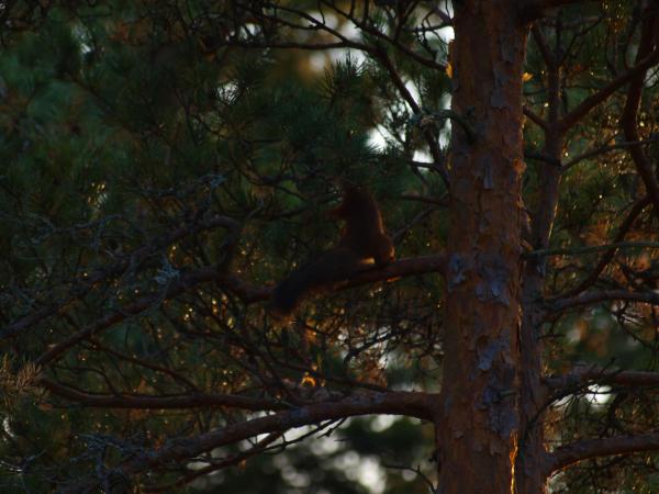 Squirrel