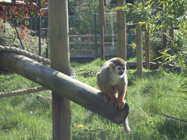 Squirrel Monkey