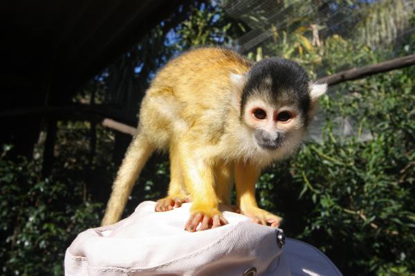 Squirrel Monkey