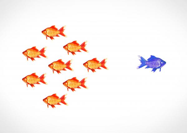 Standing out from the crowd - A blue goldfish escapes from the shoal