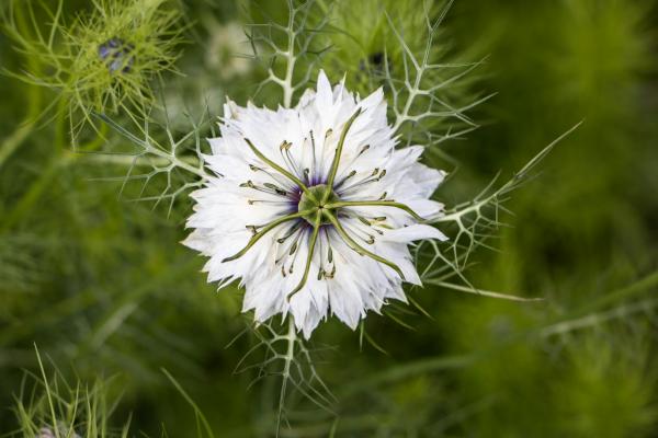 Star flower