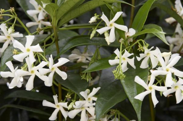 Star jasmine