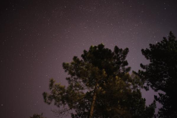 Stars in the Night Sky