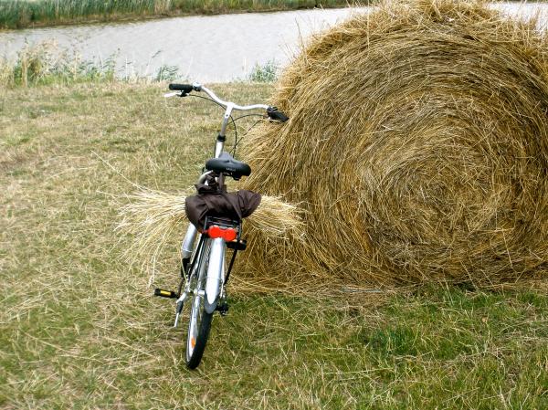 Stealing some hay!