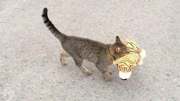 Stealthy Cat